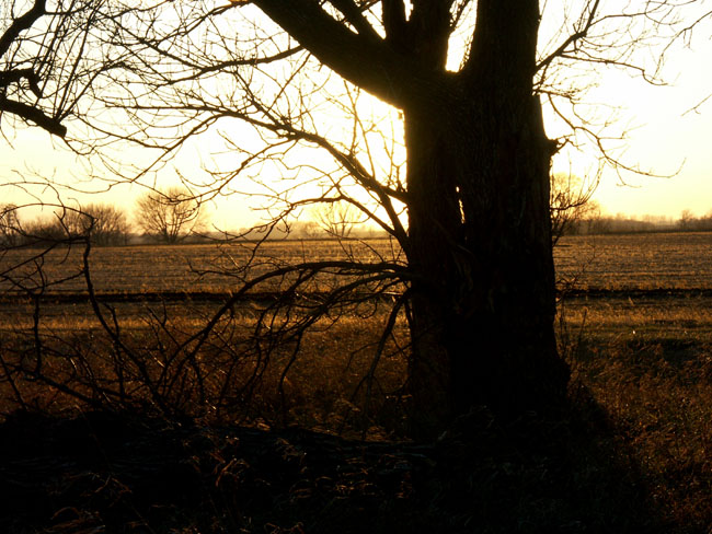 Hidden Dusk